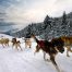 Sled dog